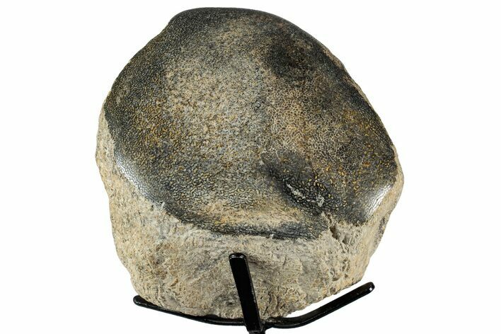 Polished Fossil Mosasaur Vertebra w/ Metal Stand - Texas #350985